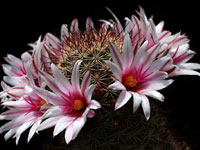 Mammillaria fraileana